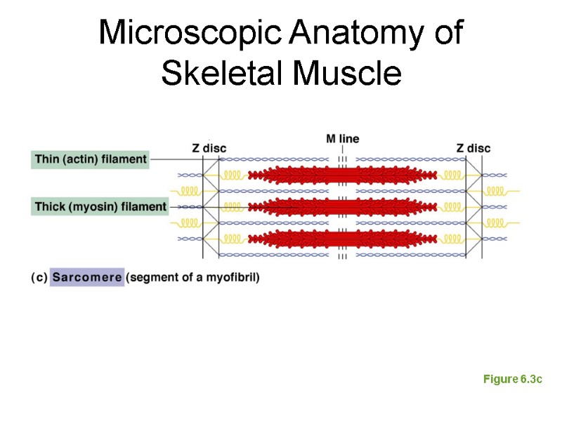 Microscopic Anatomy of Skeletal Muscle Figure 6.3c